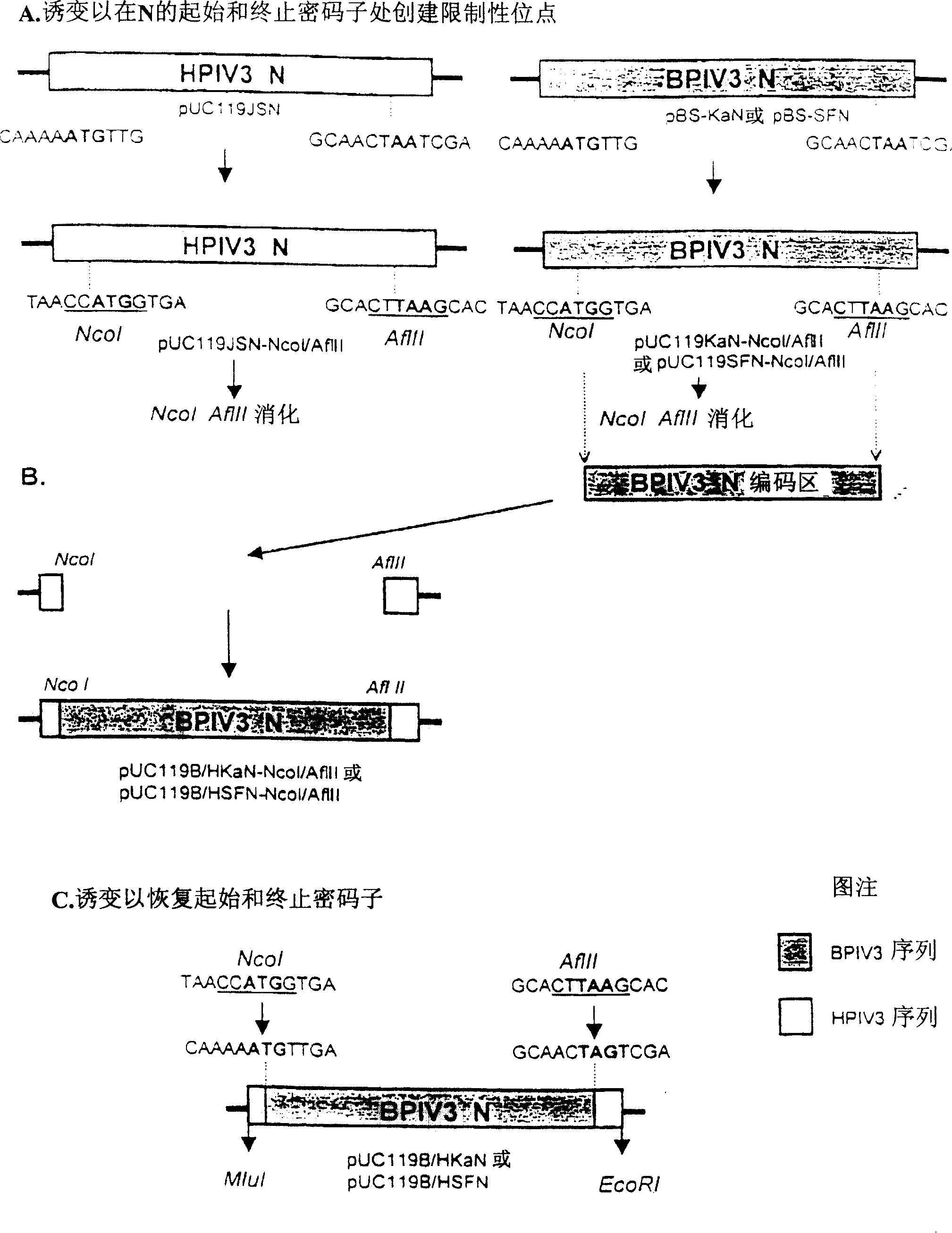 Attenuated human-bovine chimeric parainfluenza virus (PIV) vaccines