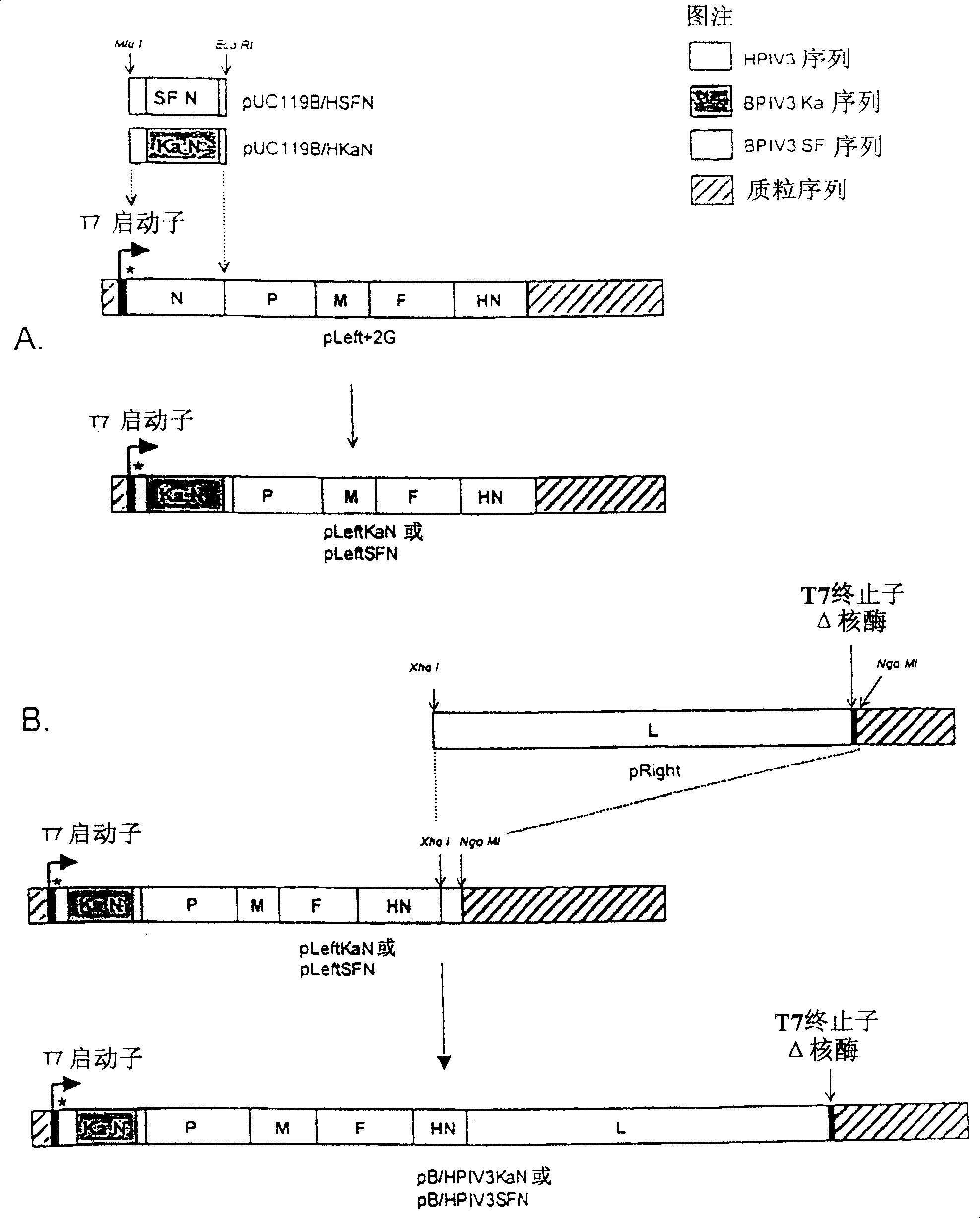 Attenuated human-bovine chimeric parainfluenza virus (PIV) vaccines