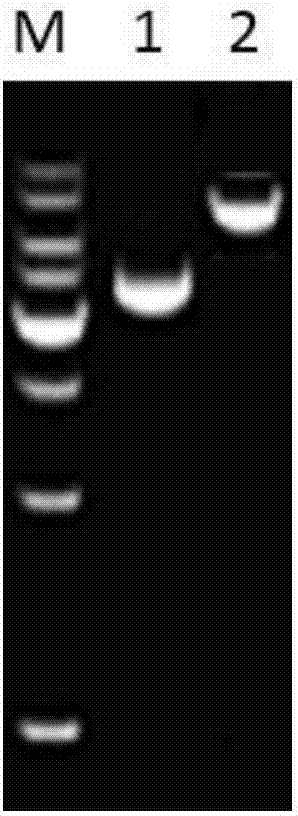 Insecticidal engineered strain converted from furocoumarin gene and application thereof