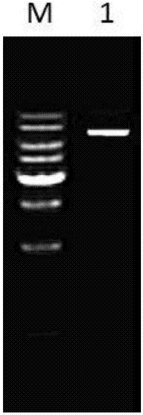 Insecticidal engineered strain converted from furocoumarin gene and application thereof