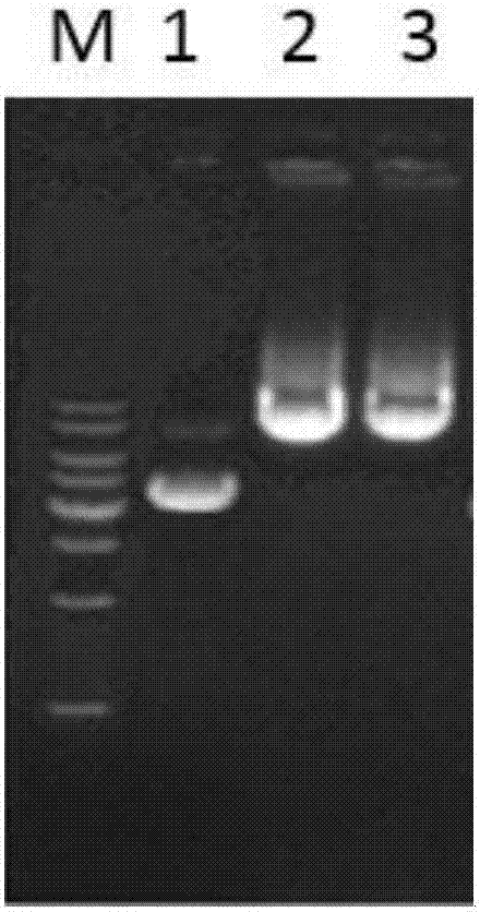 Insecticidal engineered strain converted from furocoumarin gene and application thereof