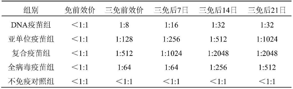 Novel duck reovirus compound vaccine and preparation method of egg yolk antibody