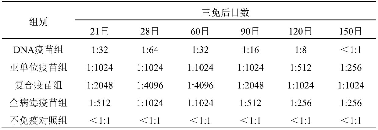 Novel duck reovirus compound vaccine and preparation method of egg yolk antibody