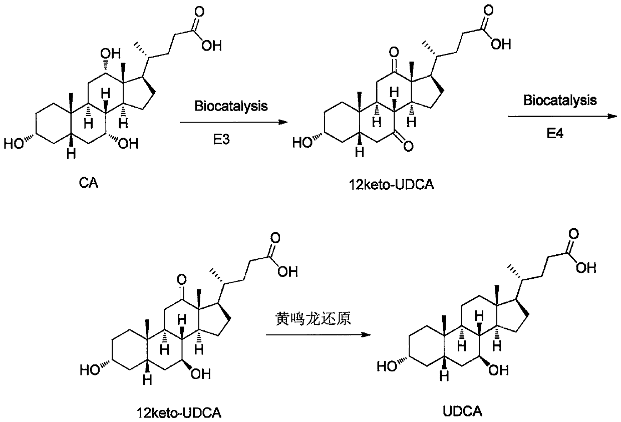 7 beta-hydroxycholic acid dehydrogenase and application thereof