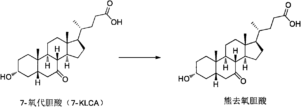 7 beta-hydroxycholic acid dehydrogenase and application thereof