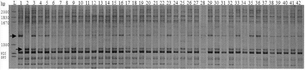 Rapid identification method of genetic purity of muskmelon hybrid seeds based on PCR