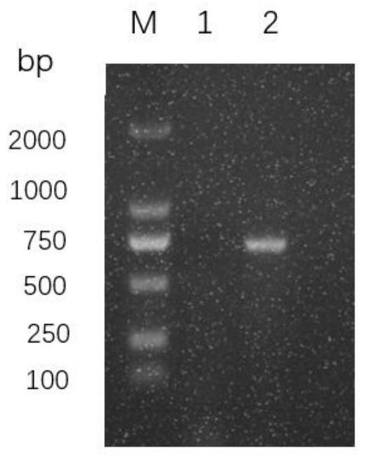 Nocardia seriolae attenuated strain and preparation method and application thereof