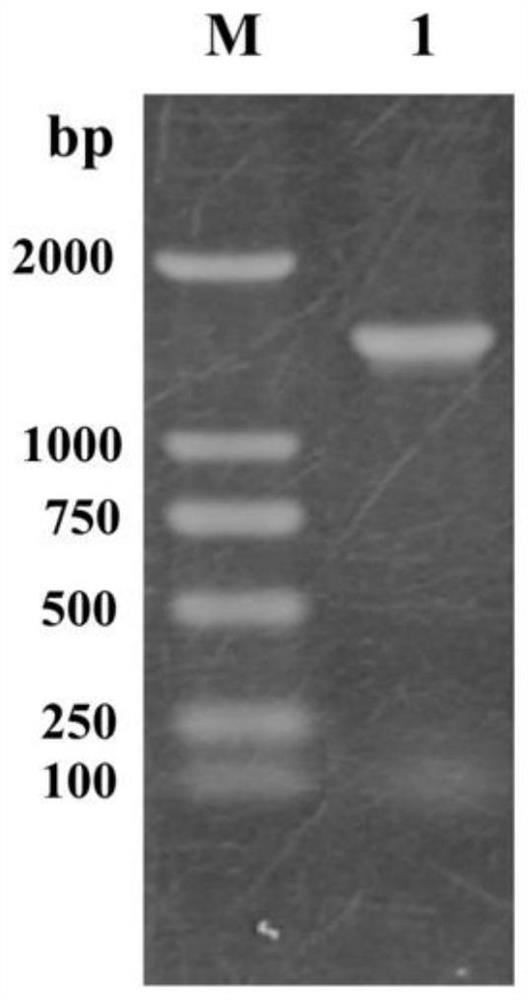 α-l-fucosidase and its related biomaterials and applications