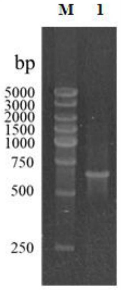 α-l-fucosidase and its related biomaterials and applications