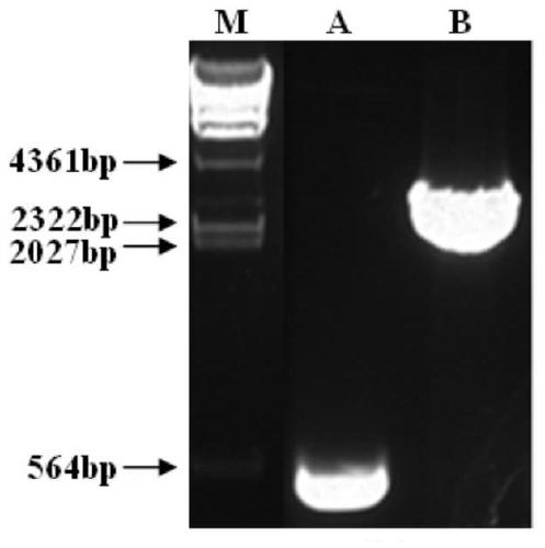 Preparation method and application of Aeromonas salmonicida live vaccine preparation and freeze-dried vaccine product