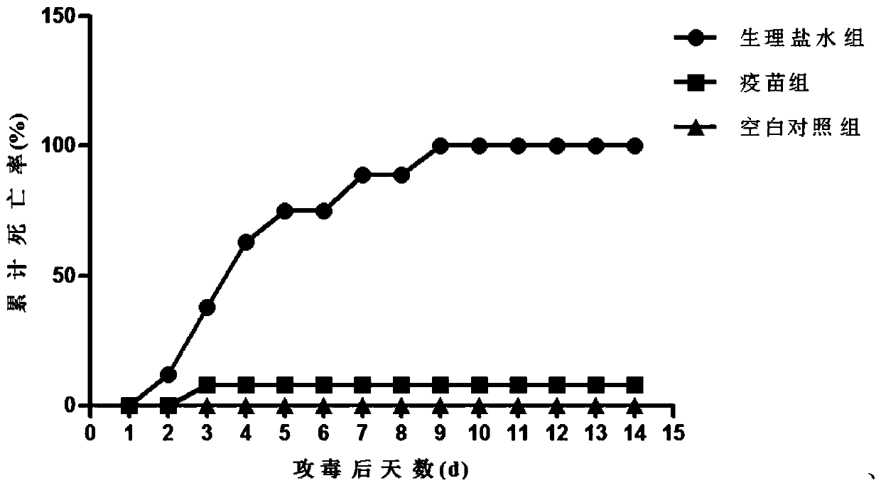 Preparation method and application of Aeromonas salmonicida live vaccine preparation and freeze-dried vaccine product