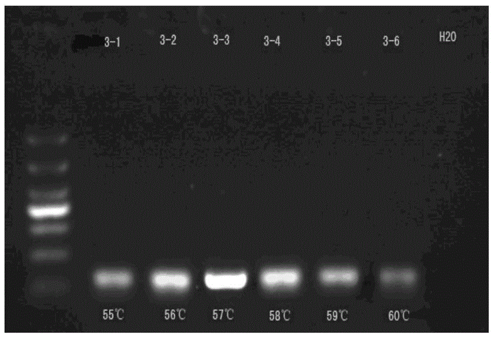 HRM method for detecting genetic polymorphism of CYP3A4*1G and MDR1C1236T