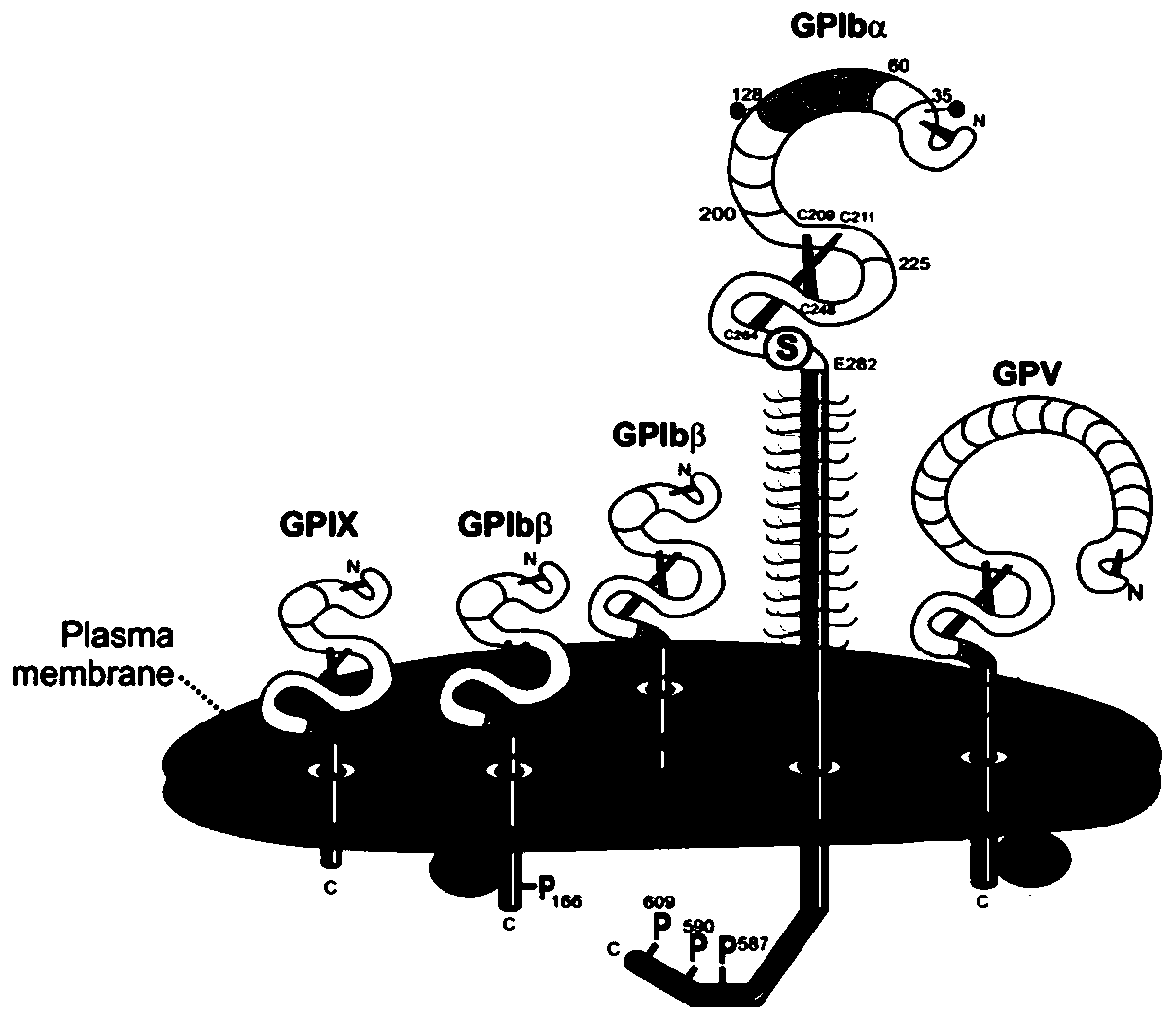 A flow cytometry-based method for detecting the cleavage of the extracellular segment of the platelet receptor gpiba