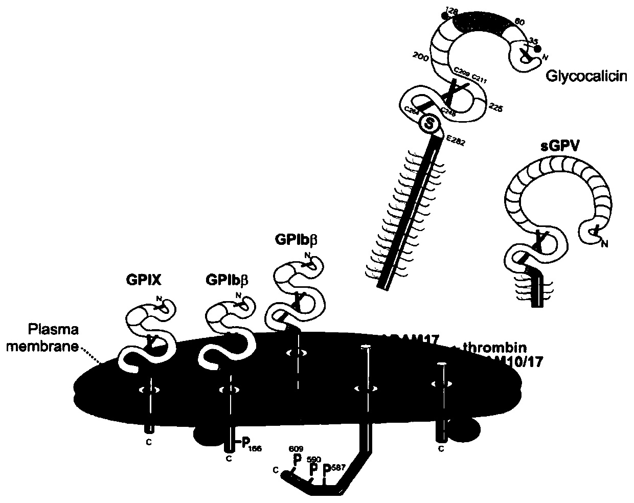 A flow cytometry-based method for detecting the cleavage of the extracellular segment of the platelet receptor gpiba