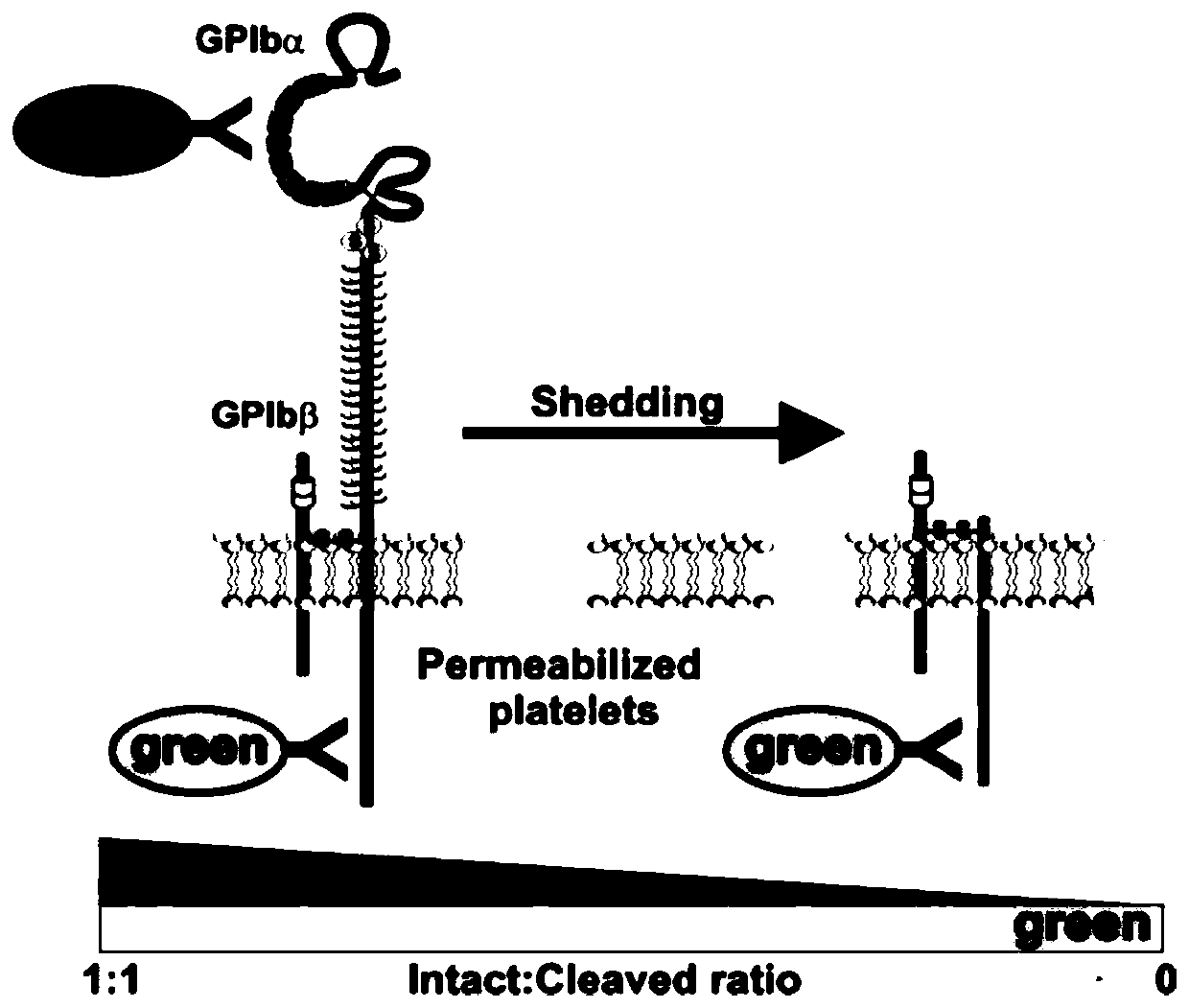 A flow cytometry-based method for detecting the cleavage of the extracellular segment of the platelet receptor gpiba