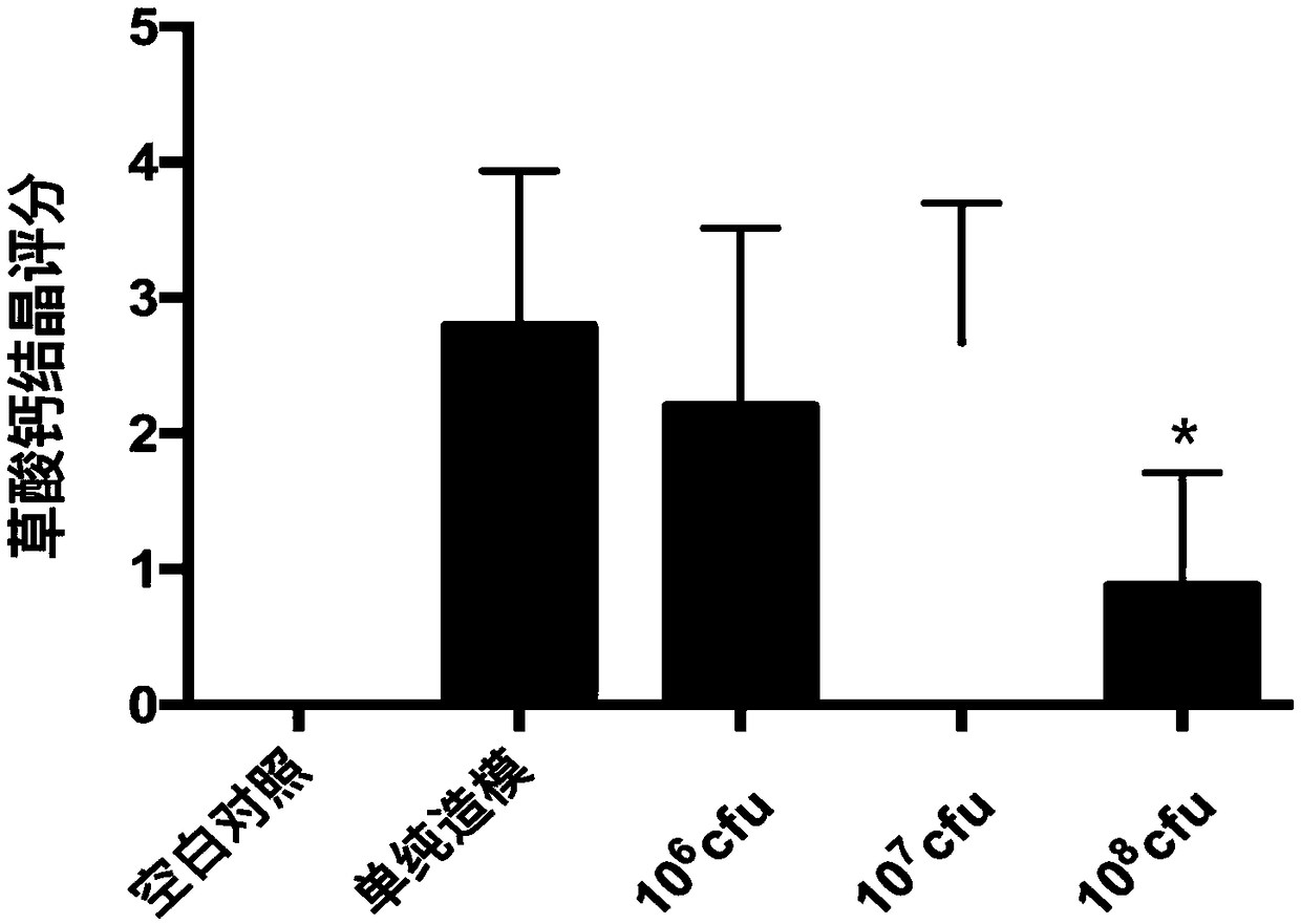 Oxalobacter formigenes and application thereof