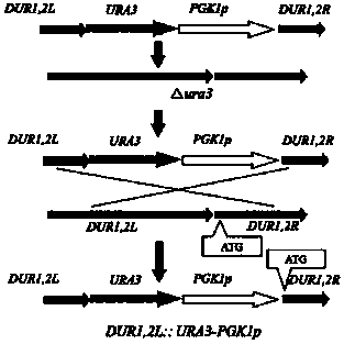 Industrial rice wine yeast metabolic engineering bacteria with low-yield urea and building method thereof