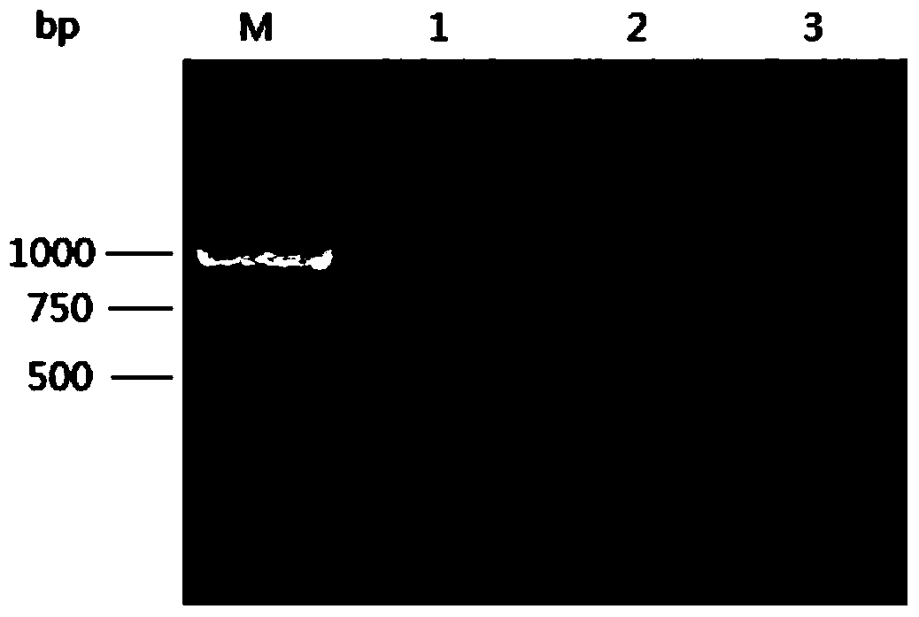 Industrial rice wine yeast metabolic engineering bacteria with low-yield urea and building method thereof