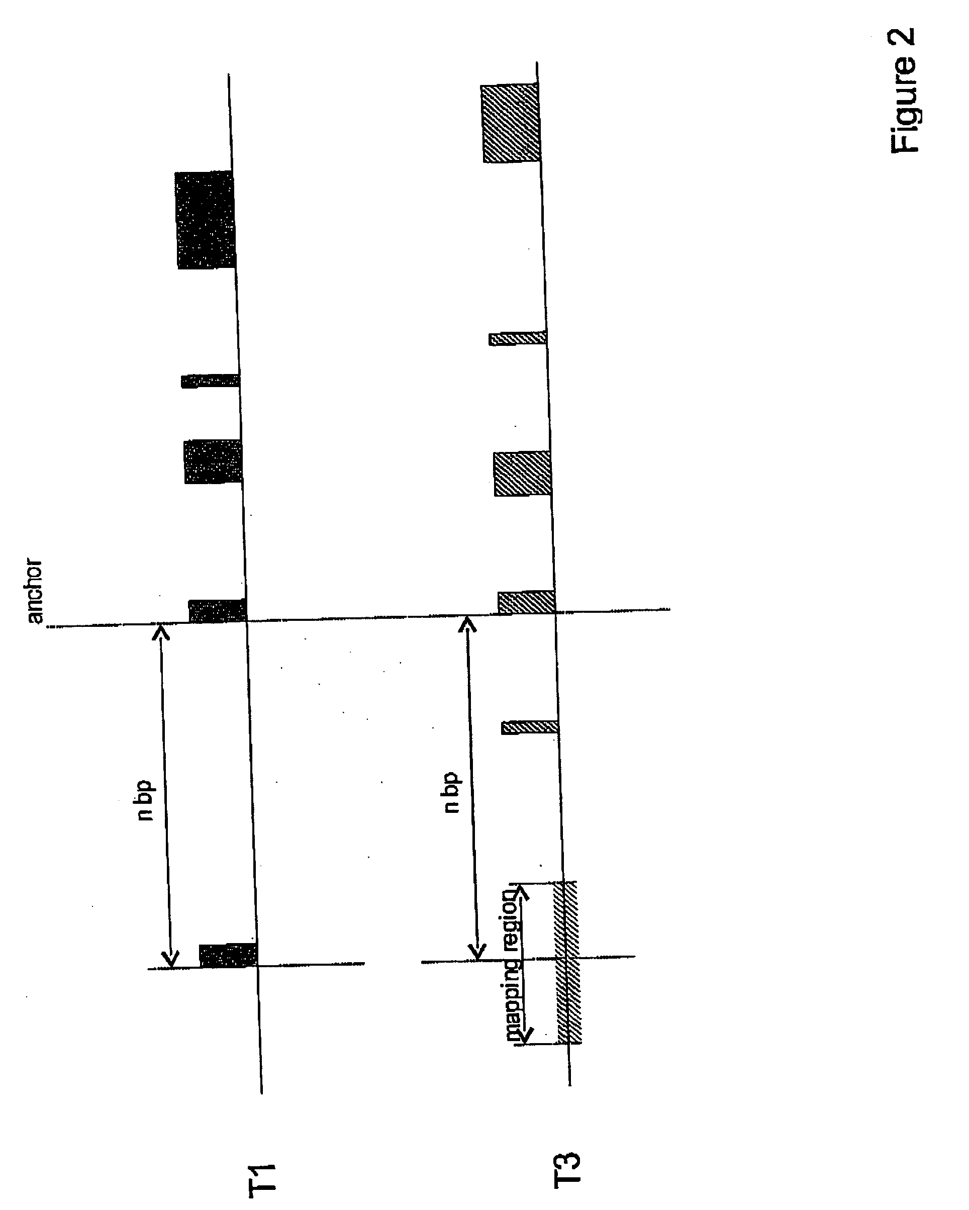 Identification and assignment of functionally corresponding regulatory sequences for orthologous loci in eukaryotic genomes