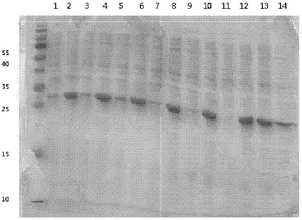 Human NT-proBNP preparation capable of stable preservation and preparation method thereof