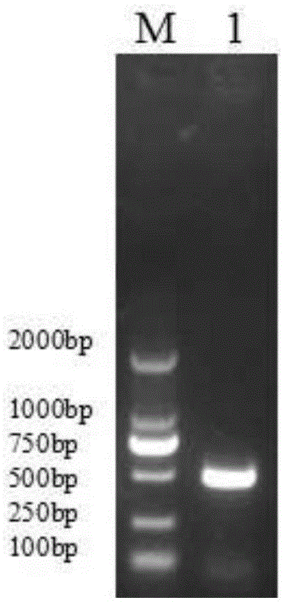 il-2 and mart-1 double gene co-expression recombinant vector and preparation method and application thereof