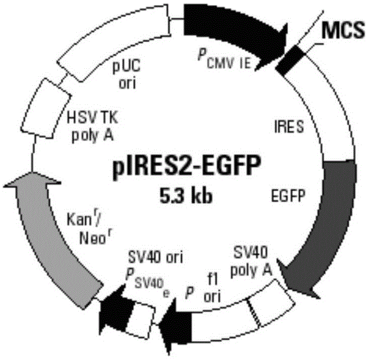 il-2 and mart-1 double gene co-expression recombinant vector and preparation method and application thereof