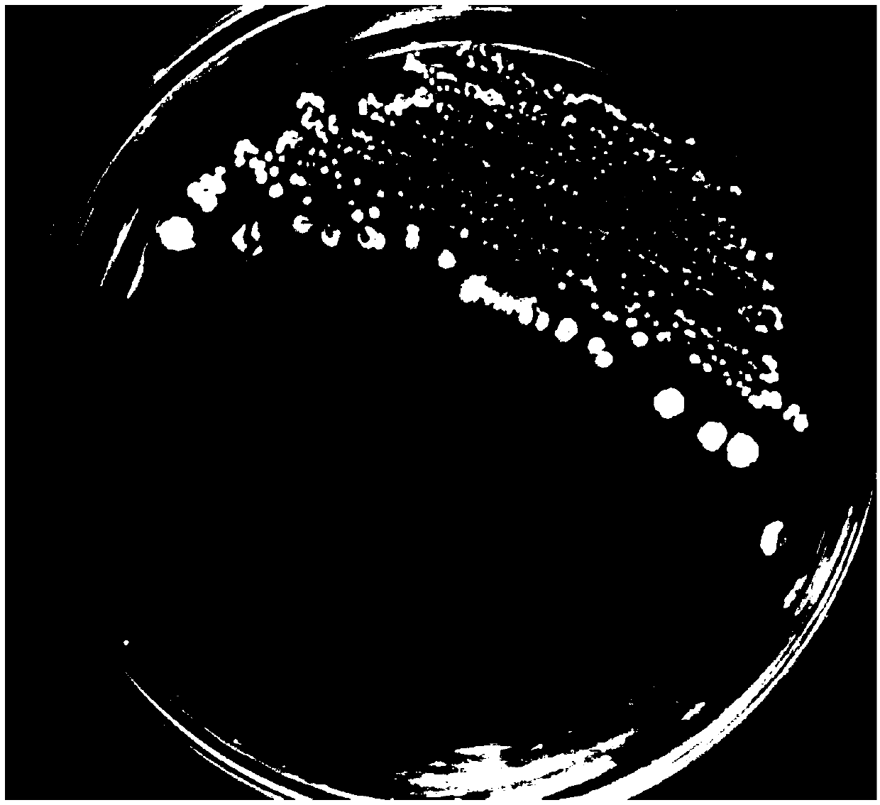 Paenibacillus polymyxa for preventing and treating American ginseng root decay diseases and application thereof