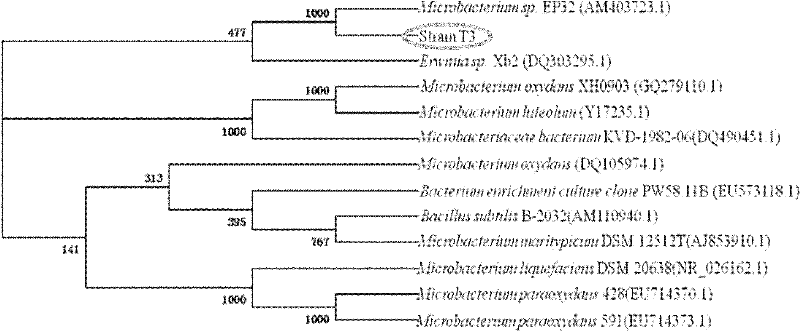 Microbacterium sp.T3 with tolerance on heavy metals and application thereof