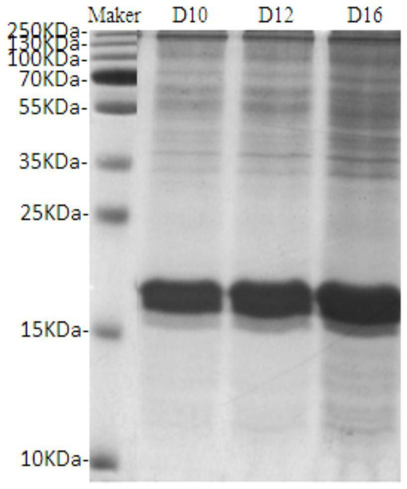 Culture technology of mammalian cells capable of efficiently expressing recombinant cat interferon [omega]2