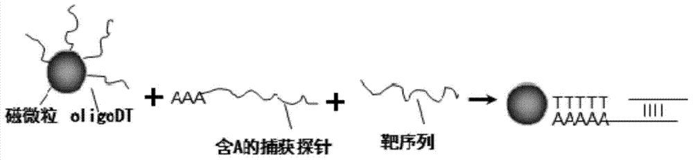 Application of CST1mRNA (Cystatin 1 Messenger RNA) and CST4mRNA (Cystatin 4 Messenger RNA) or proteins coded by CST1mRNA and CST4mRNA in preparation of urethral carcinoma markers and kit thereof