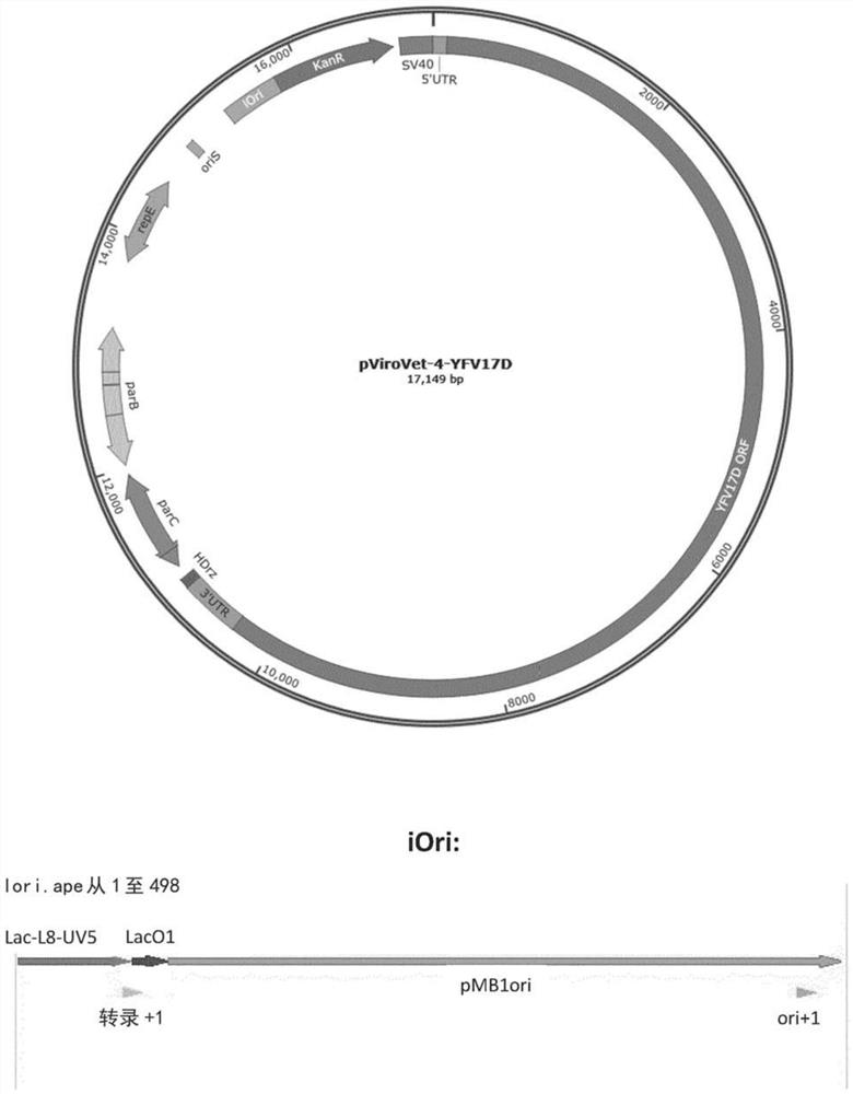 Macrocarriers and methods for high throughput production