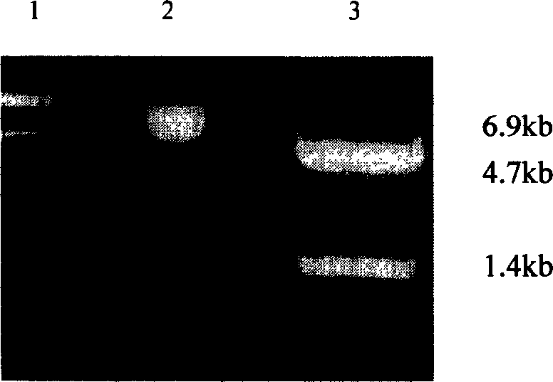 Retrovirus carrier of bone morphogenetic protein 4 gene and its use