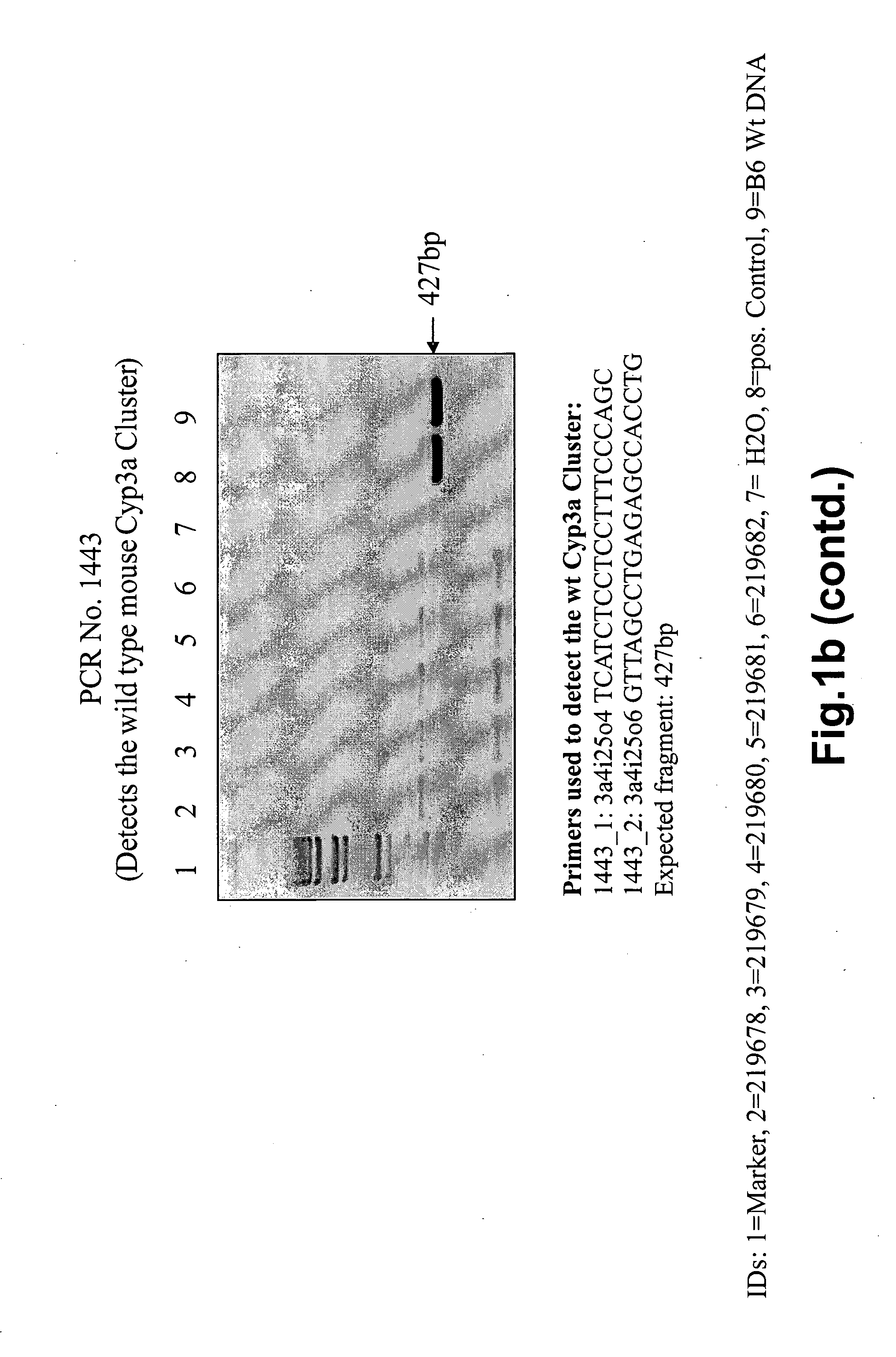 Knockout mice for a p450 gene cluster