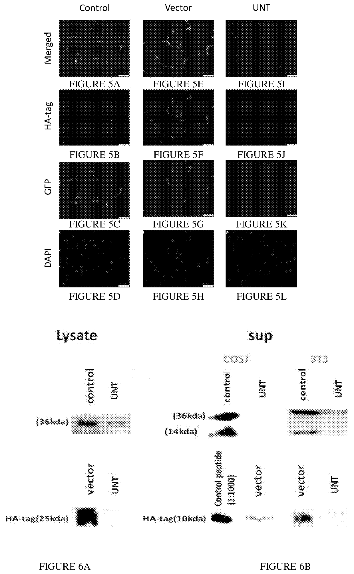 Compositions and methods for delivery and expression of small inhibitory peptides and use thereof