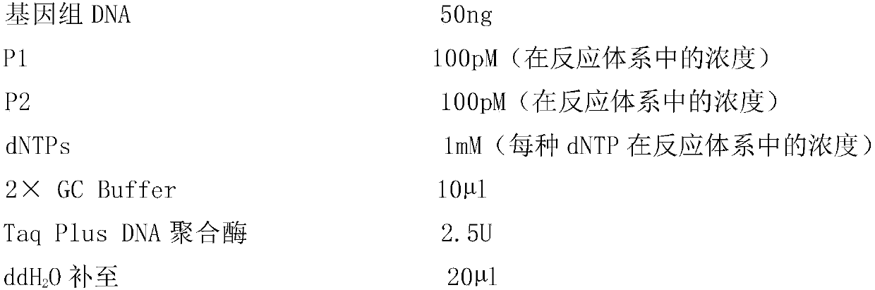 Molecular marker for identifying fertility of hybrid progeny of common wild rice and cultivated rice and application of molecular marker