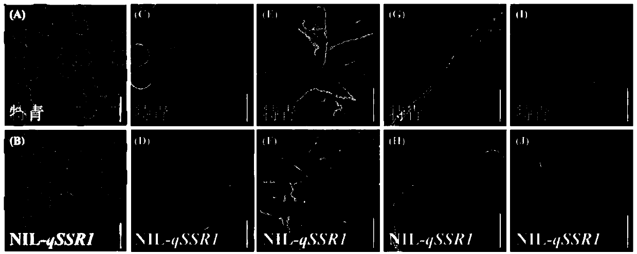 Molecular marker for identifying fertility of hybrid progeny of common wild rice and cultivated rice and application of molecular marker