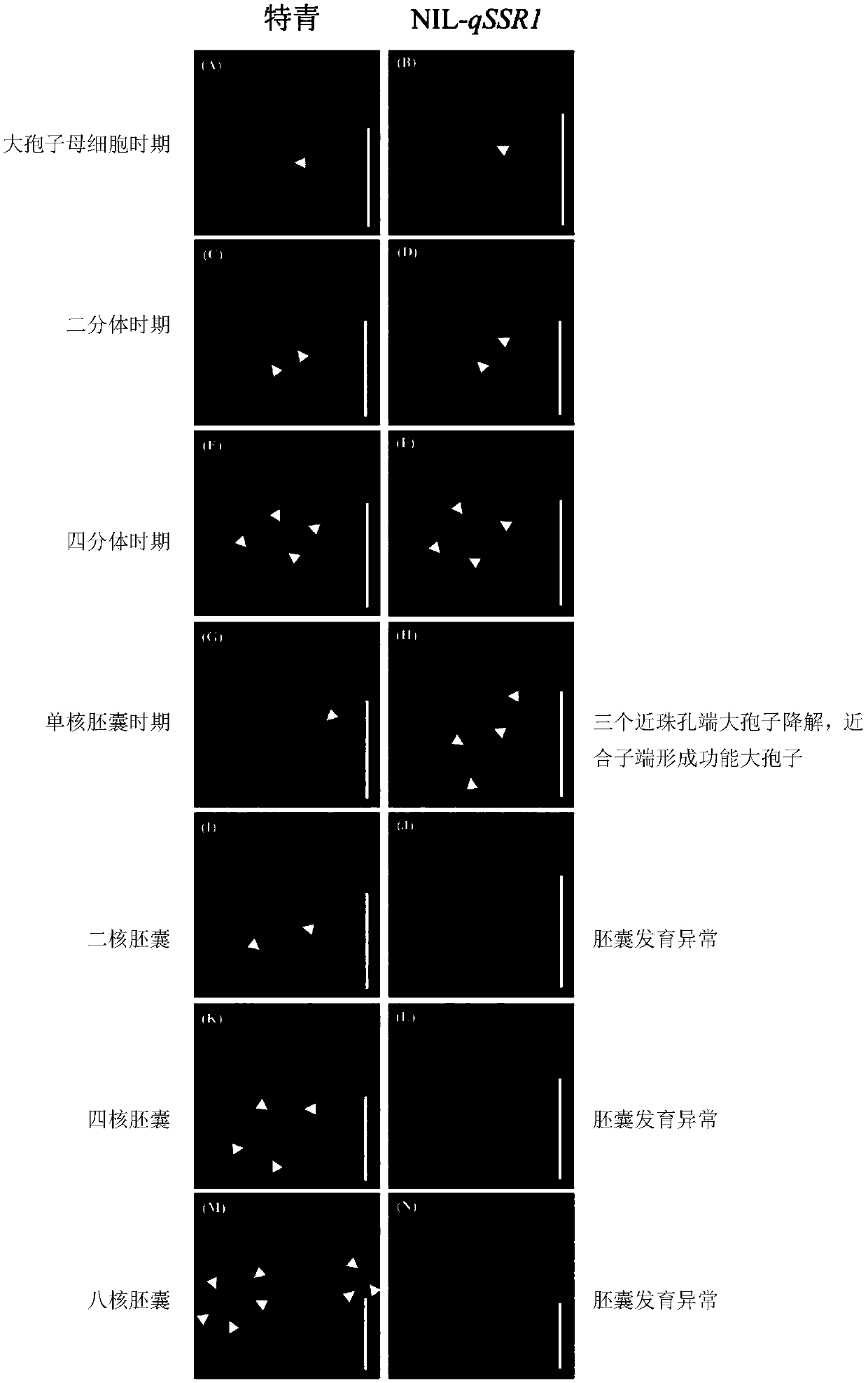 Molecular marker for identifying fertility of hybrid progeny of common wild rice and cultivated rice and application of molecular marker