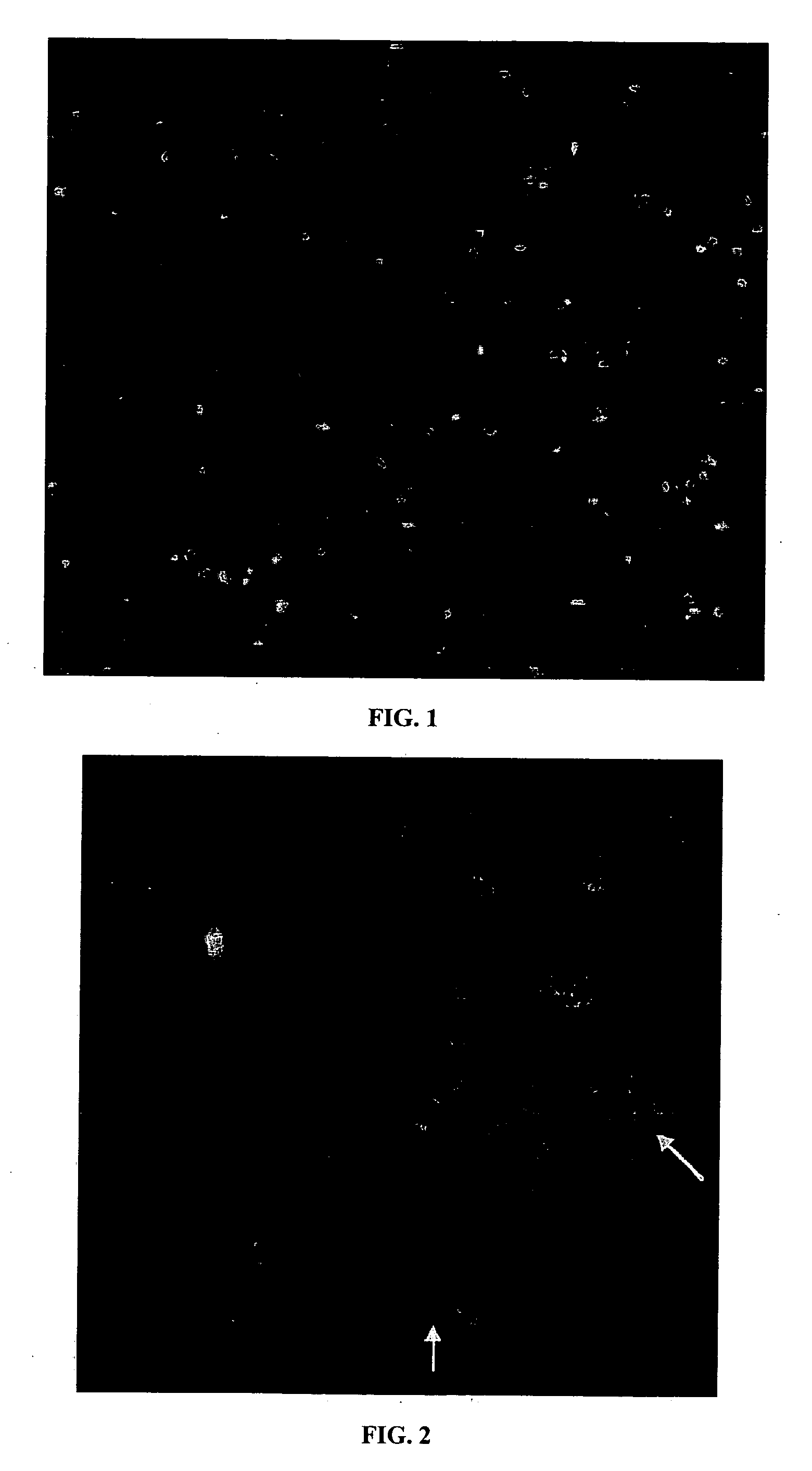 Separation of chromosomes using an affinity-based magnetic bead separation in suspension