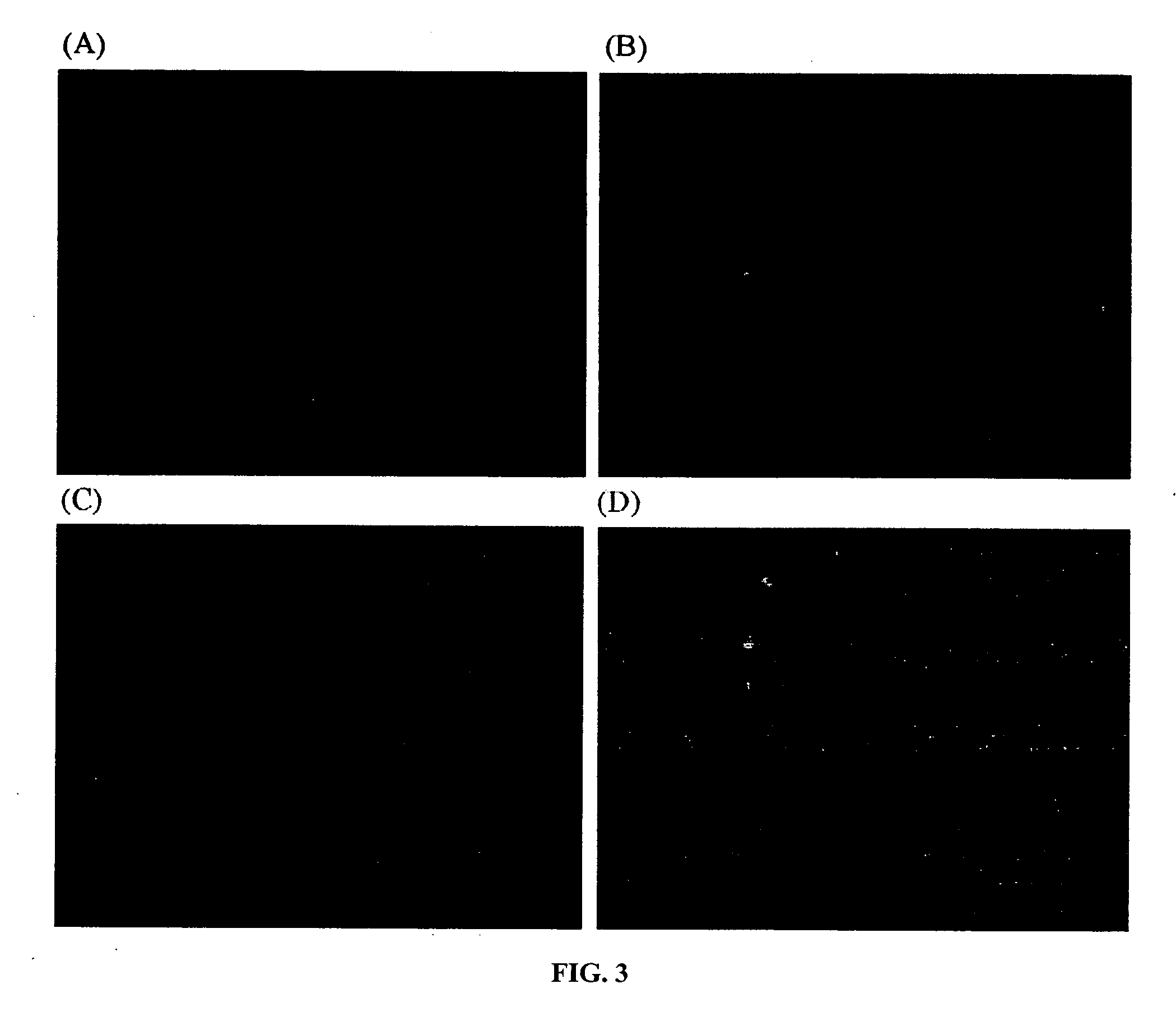 Separation of chromosomes using an affinity-based magnetic bead separation in suspension