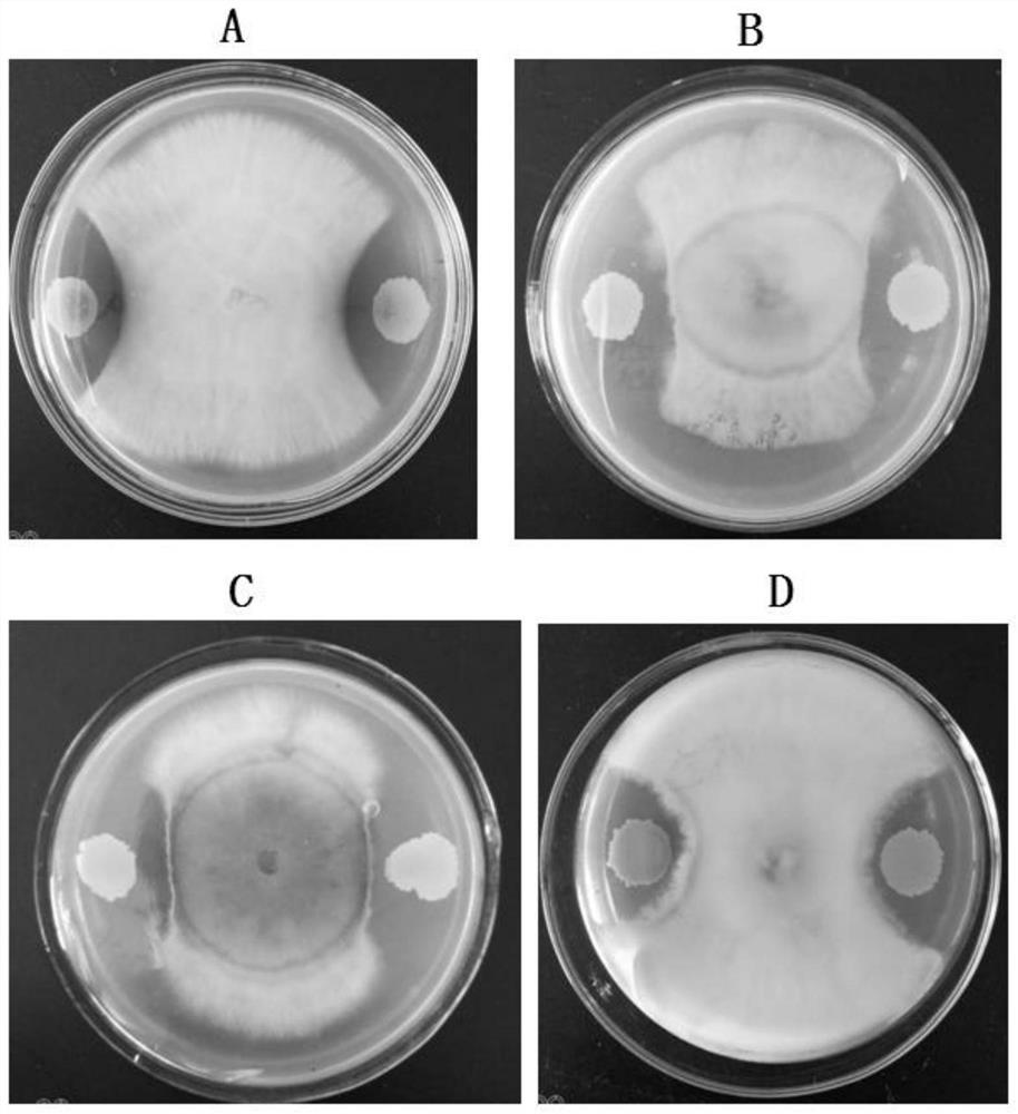 Compound microbial agent for resisting dead strawberry plants