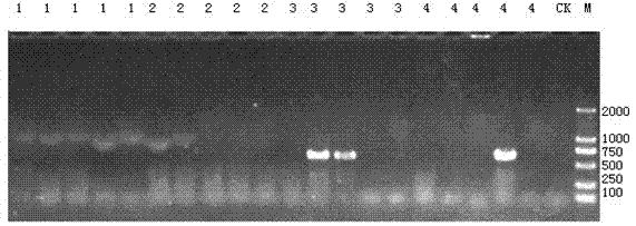 Quantitative detection method of escherichia coli in soil and assay kit thereof