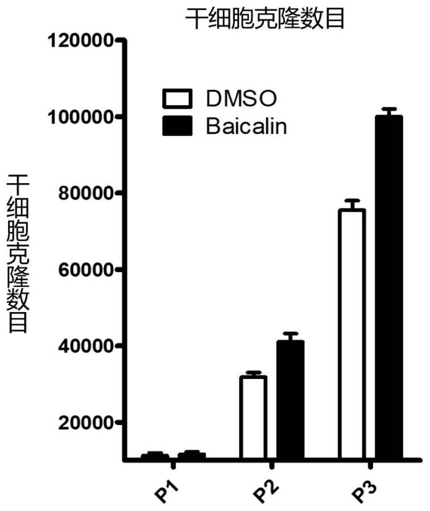 Application of baicalein in promoting the expansion of breast stem cells in vitro and maintaining their stem cell characteristics