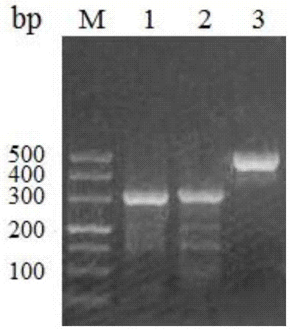 A method for assaying transcriptional regulatory complexes