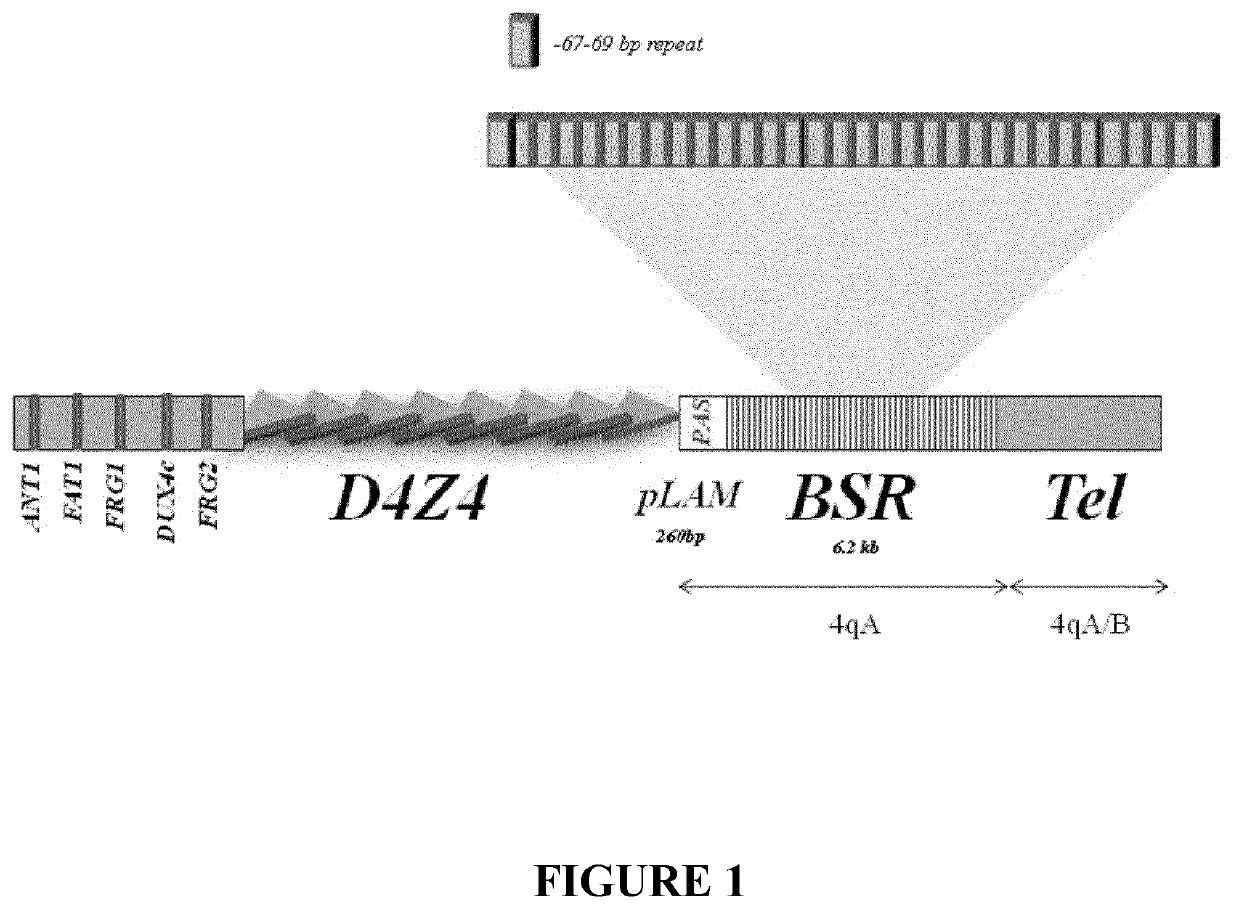 Therapeutic methods, products and compositions inhibiting ZNF555