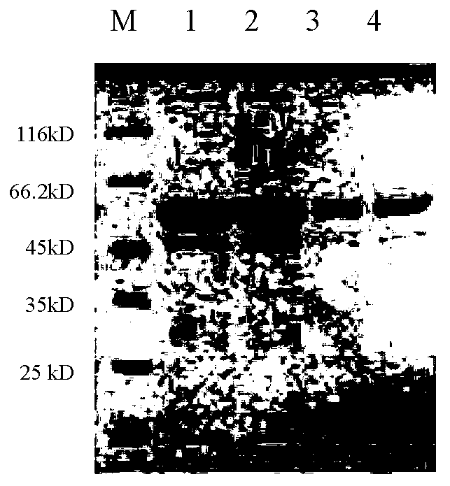 Expression of recombinant human papilloma virus subtype 6 and 11 protein in pichia pastoris