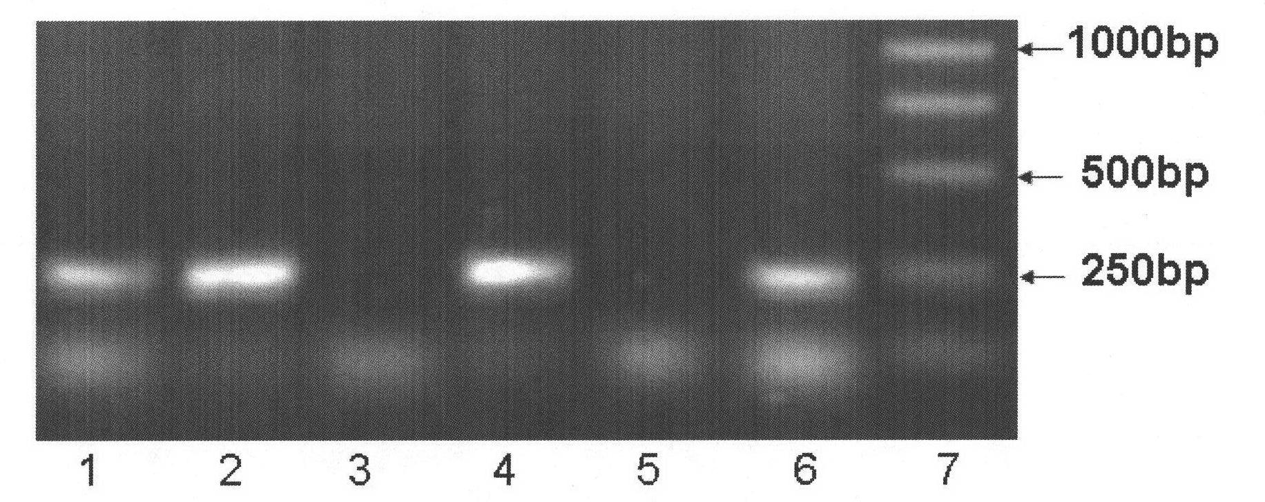 SSCP marker closely linked with major wheat scab resistance QTL and application thereof