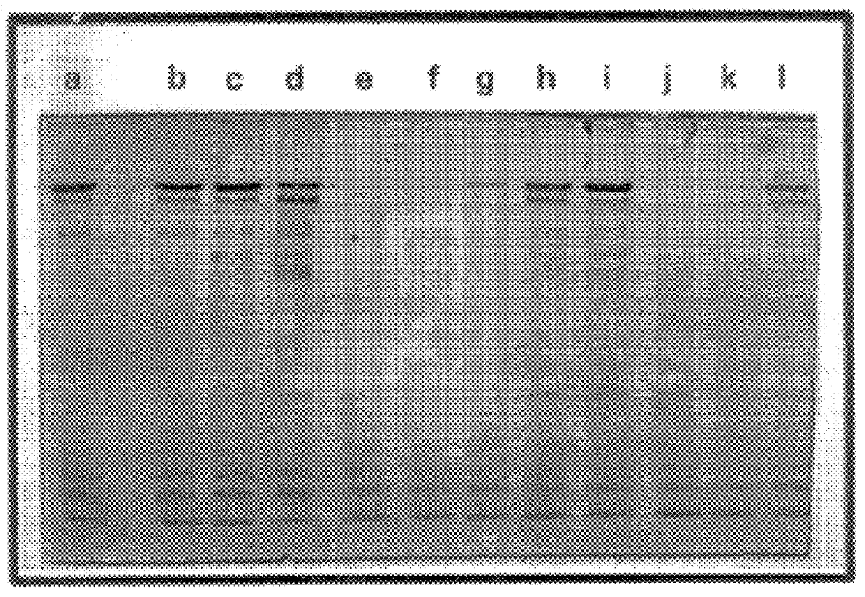 Hybrid Bacillus thuringiensis delta -endotoxins with novel broad-spectrum insecticidal activity