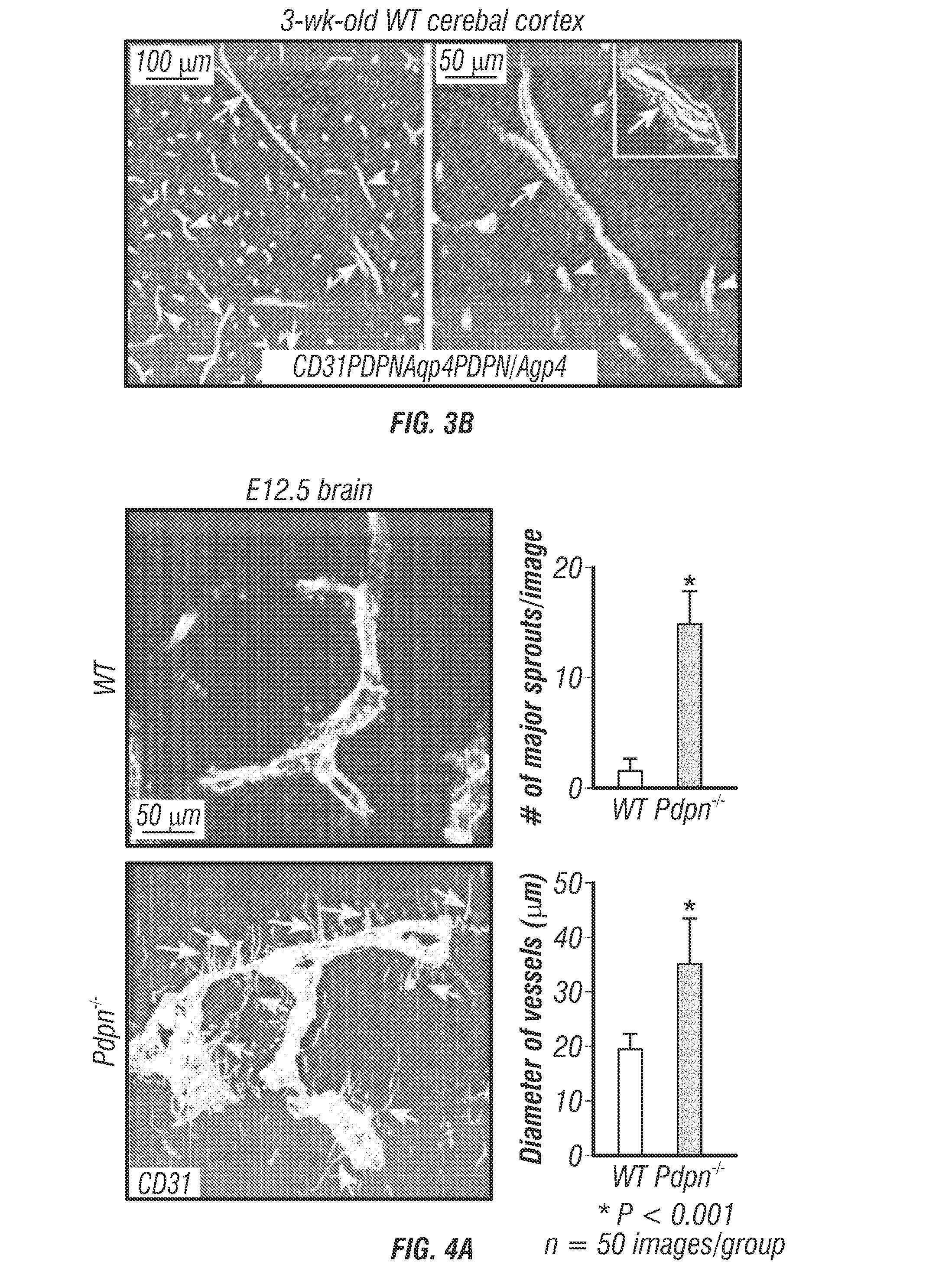 Modulation of podoplanin mediated platelet activation