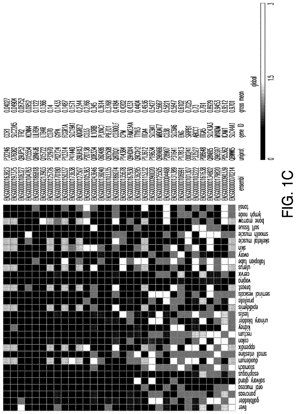 Cancer antigen targets and uses thereof