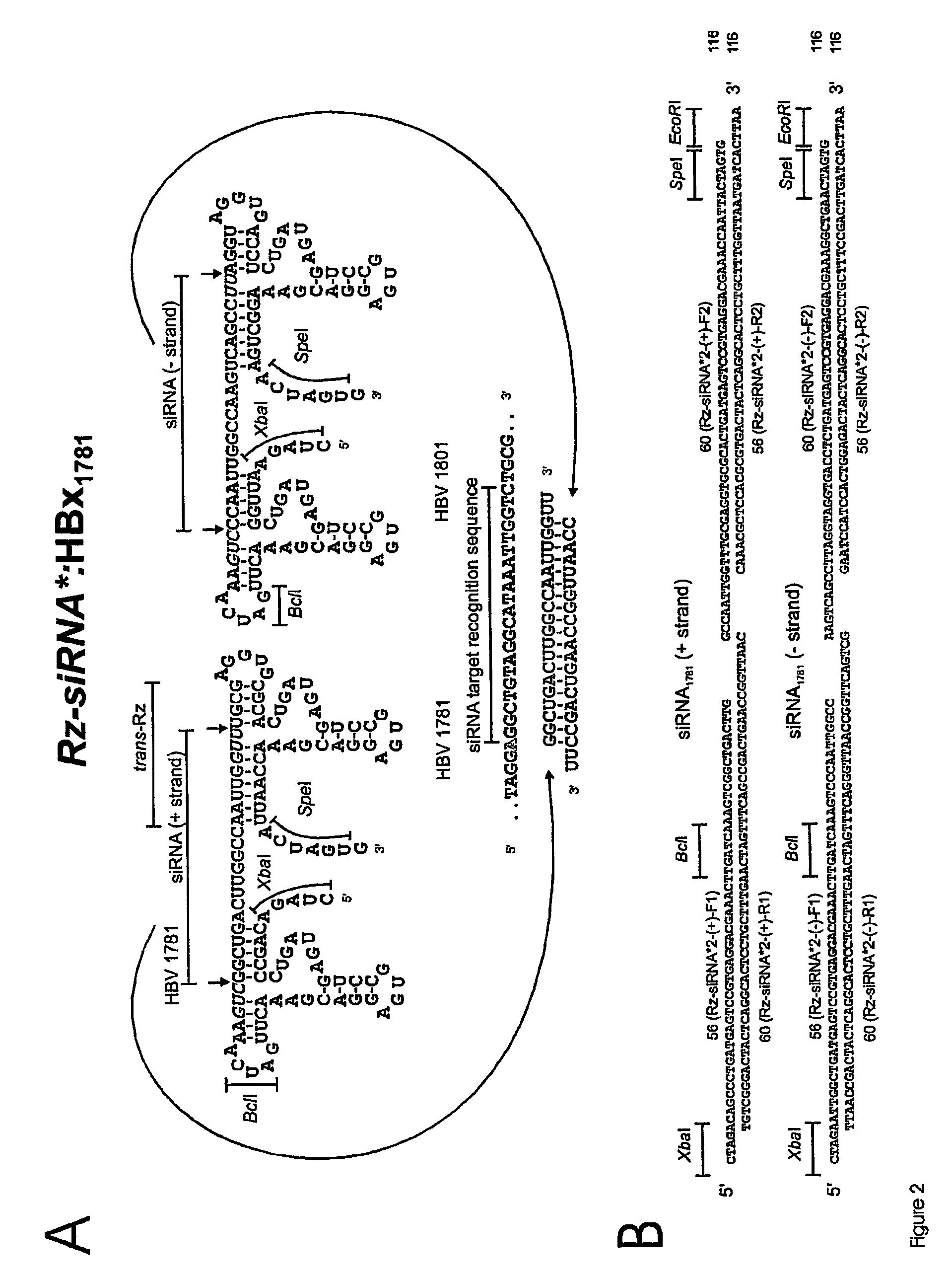 Self-Processing Rna Expression Cassette